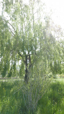 à vendre Maison Bray