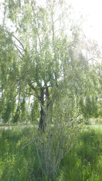 à vendre Maison Bray - Photo 4