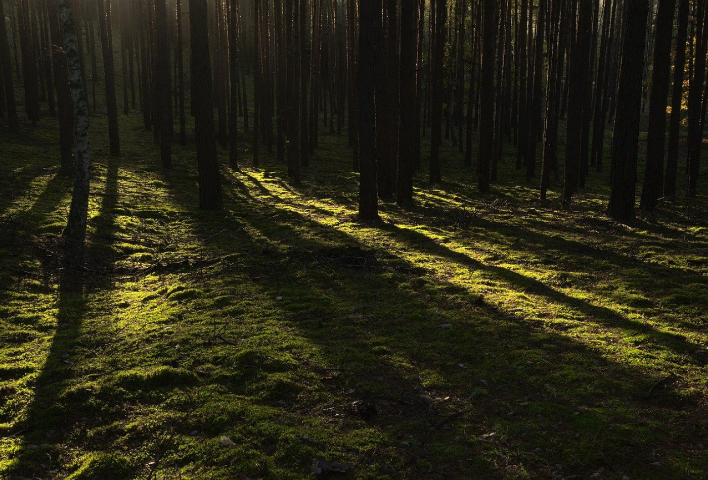 vente Terrain boisé – forêt Saint Remy De Maurienne - Photo 4