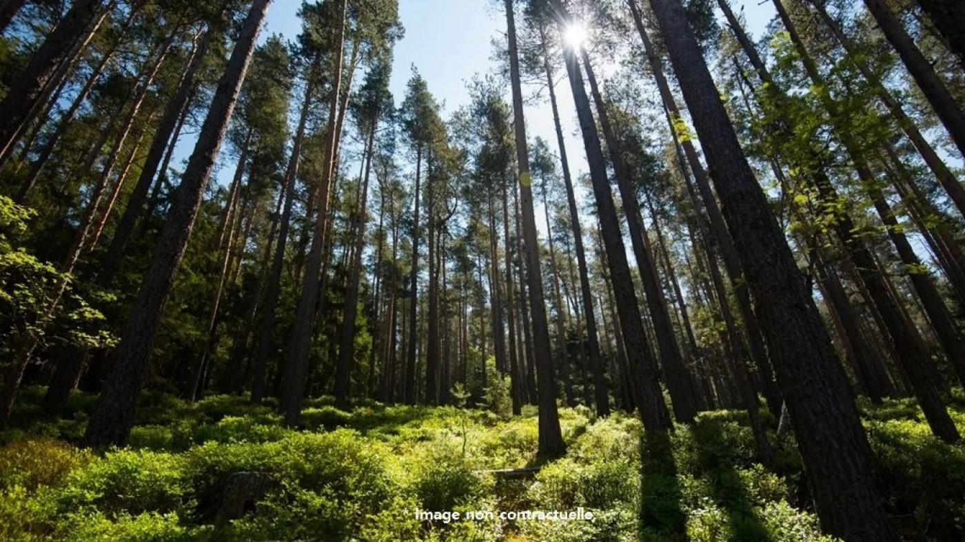 vente Terrain boisé – forêt Merey Sous Montrond - Photo 1