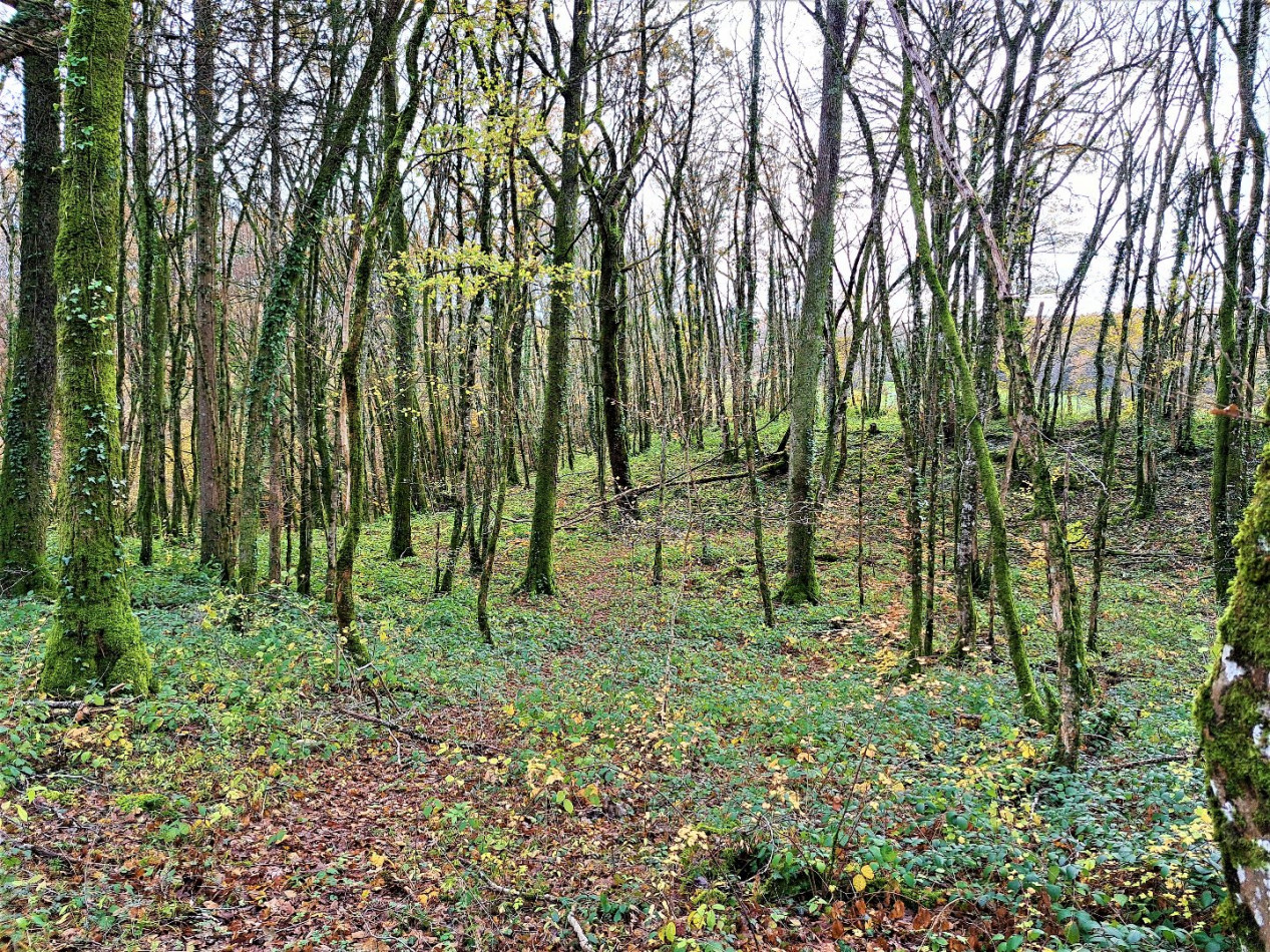 vente Terrain boisé – forêt Merey Sous Montrond - Photo 2