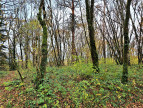 vente Terrain boisé – forêt Merey Sous Montrond