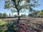 vente Terrain constructible Parentis En Born