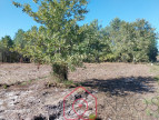 vente Terrain constructible Parentis En Born