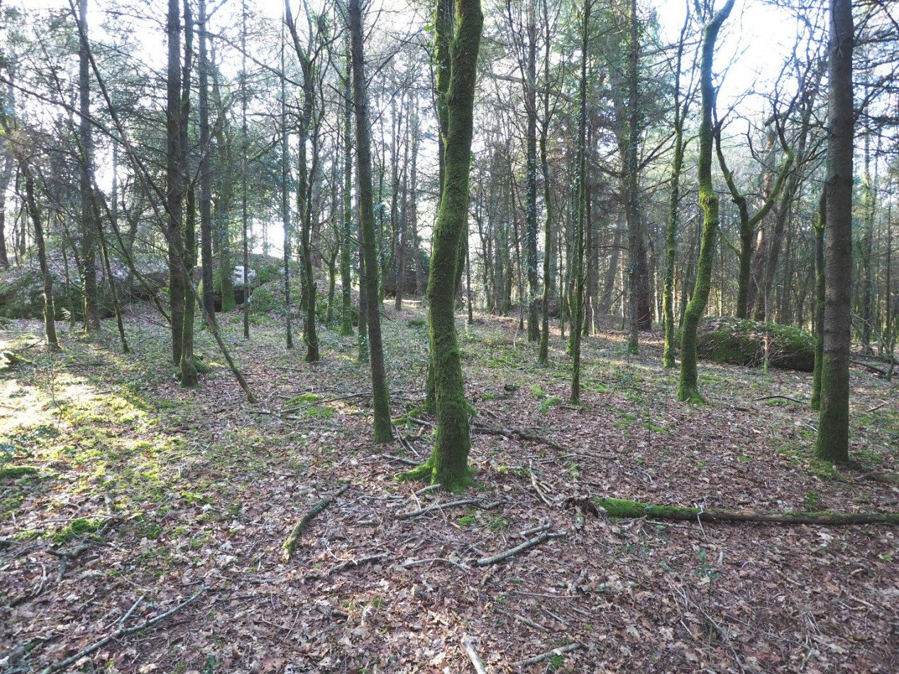 vente Terrain Plumelin - Photo 11