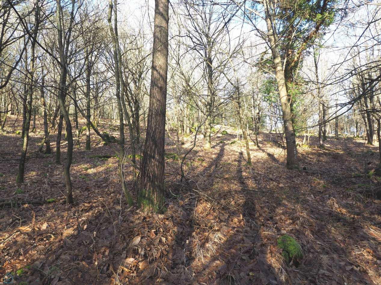 vente Terrain Plumelin - Photo 14