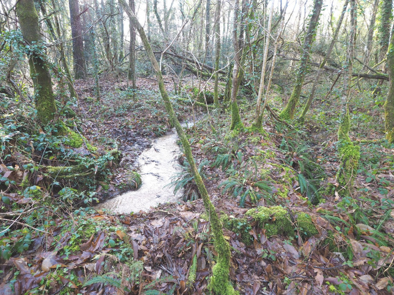 vente Terrain Plumelin - Photo 15