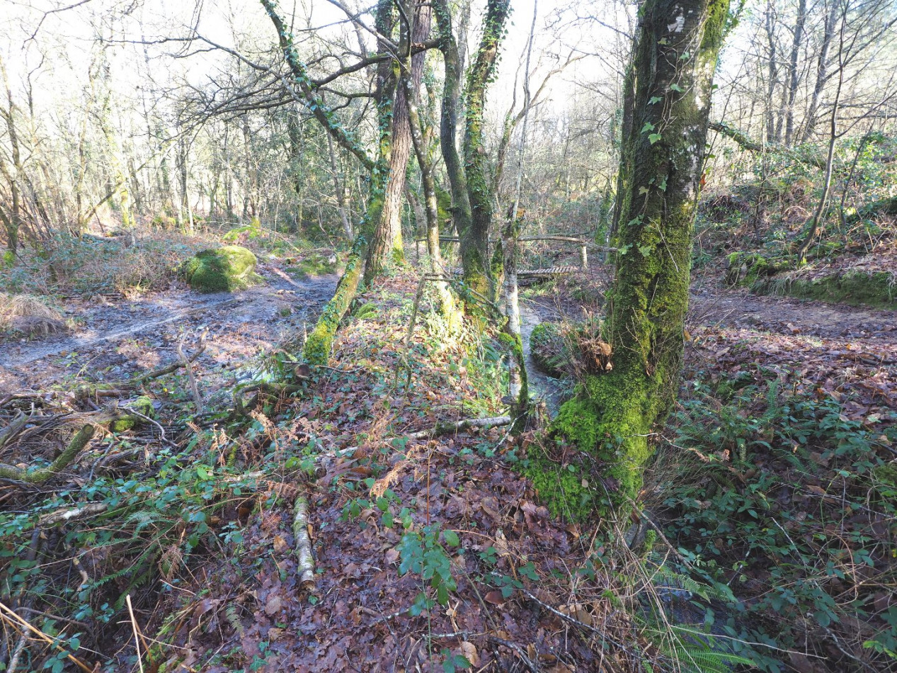 vente Terrain Plumelin - Photo 16