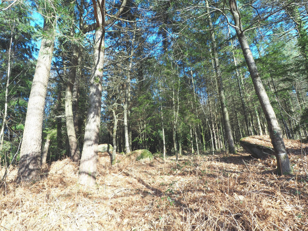 vente Terrain Plumelin - Photo 18