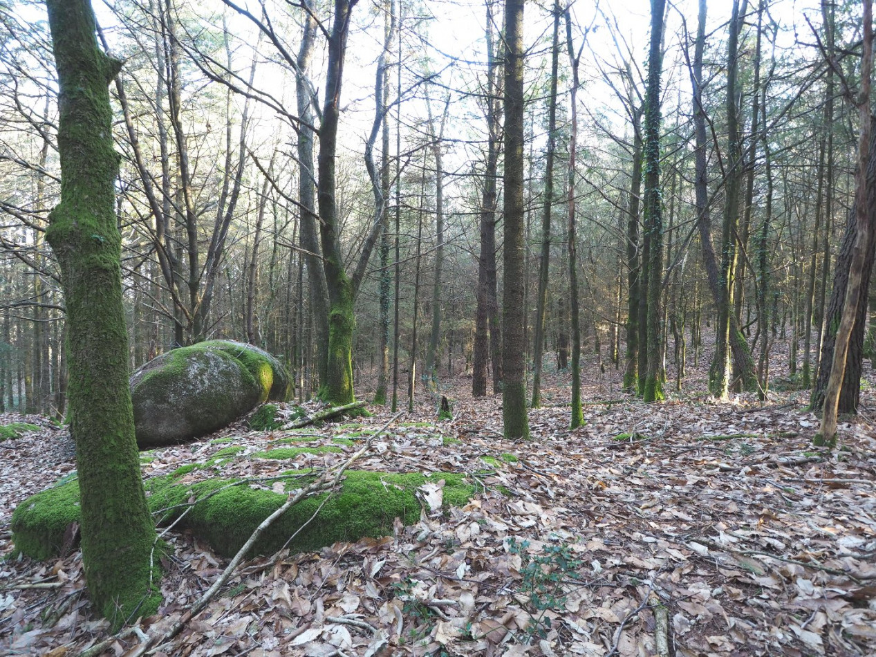 vente Terrain Plumelin - Photo 3