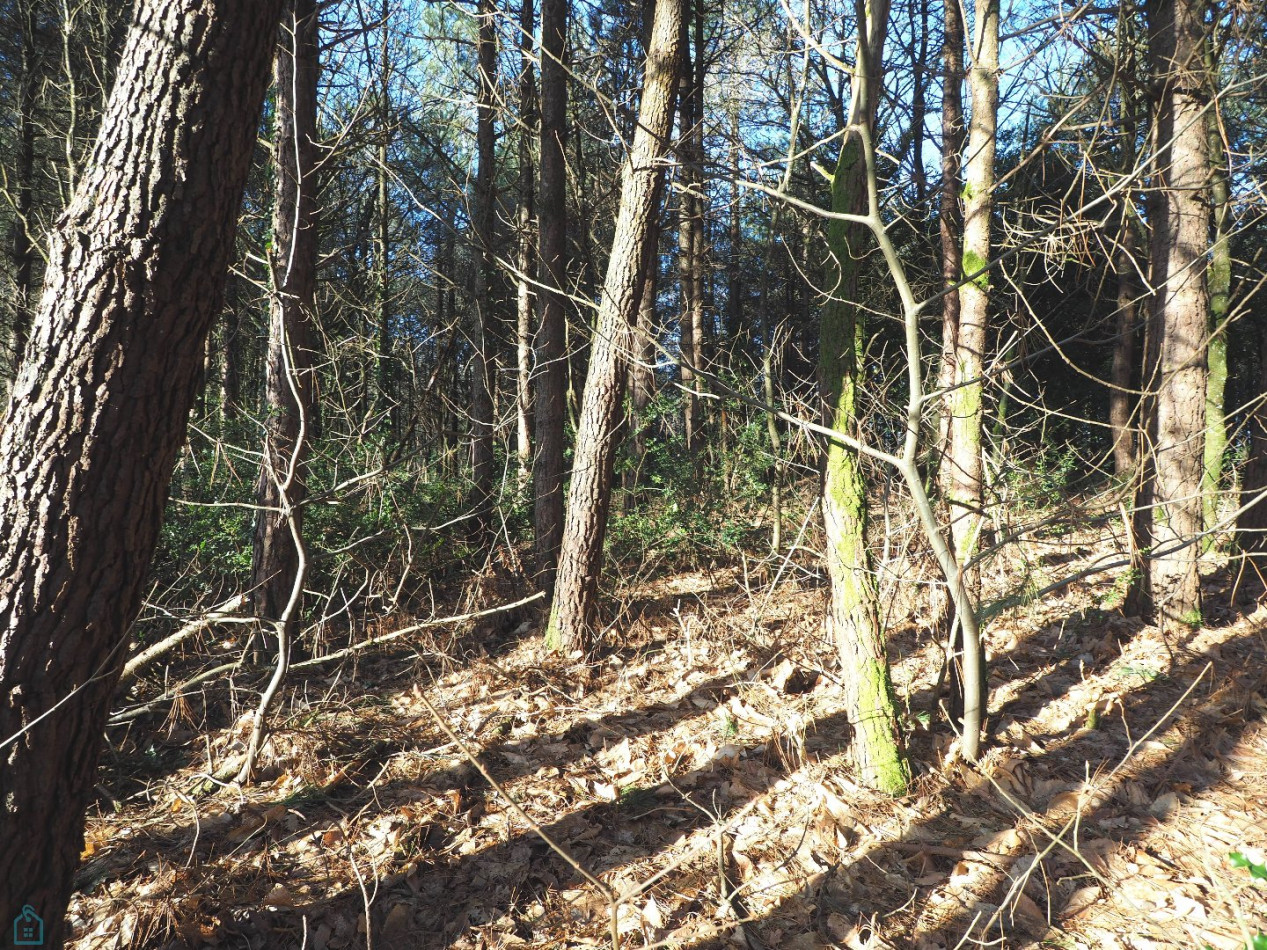 vente Terrain Plumelin - Photo 4