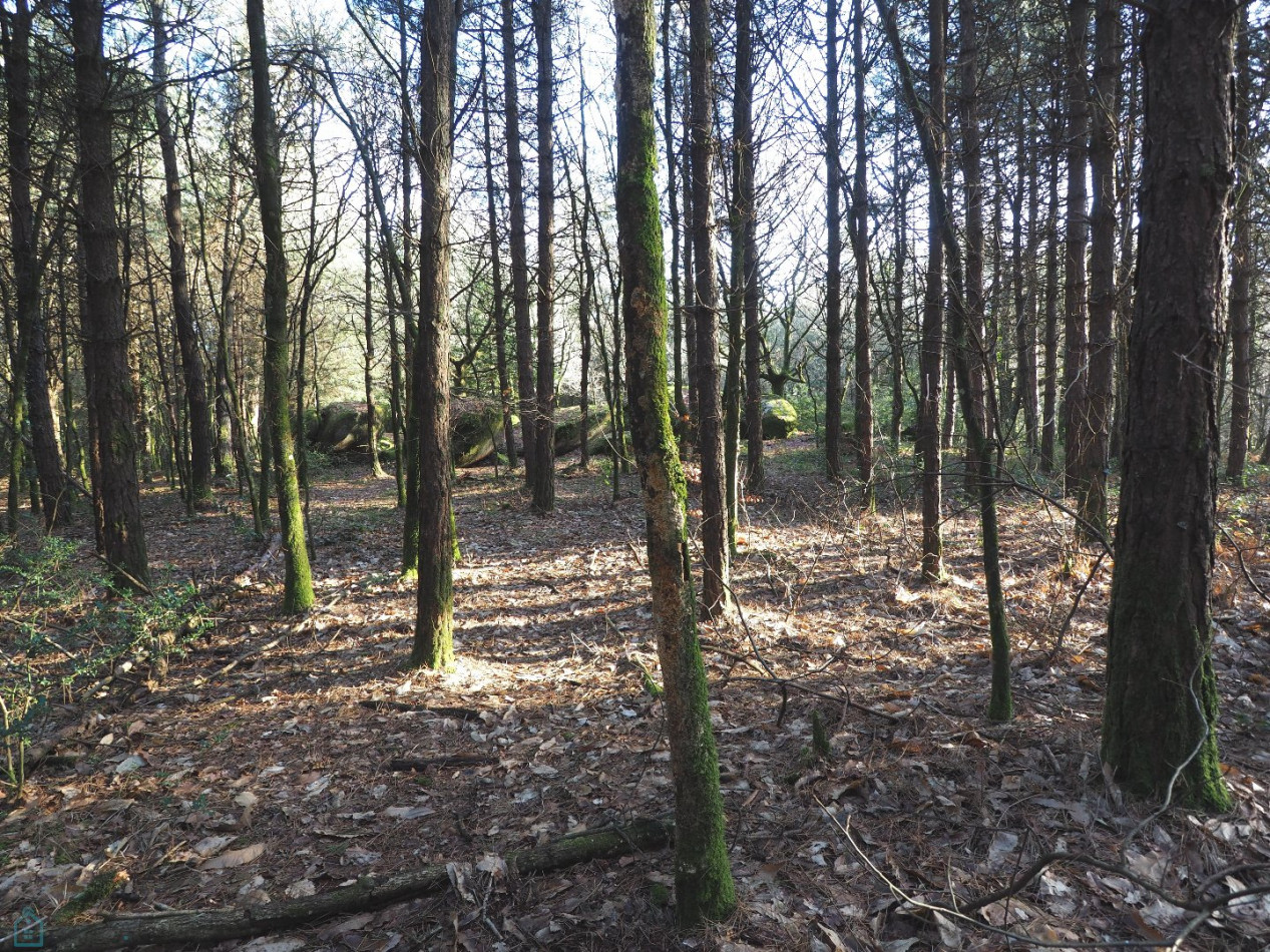 vente Terrain Plumelin - Photo 5