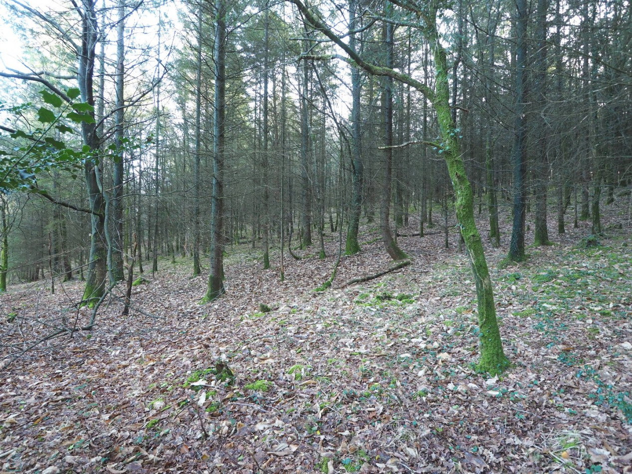 vente Terrain Plumelin - Photo 9