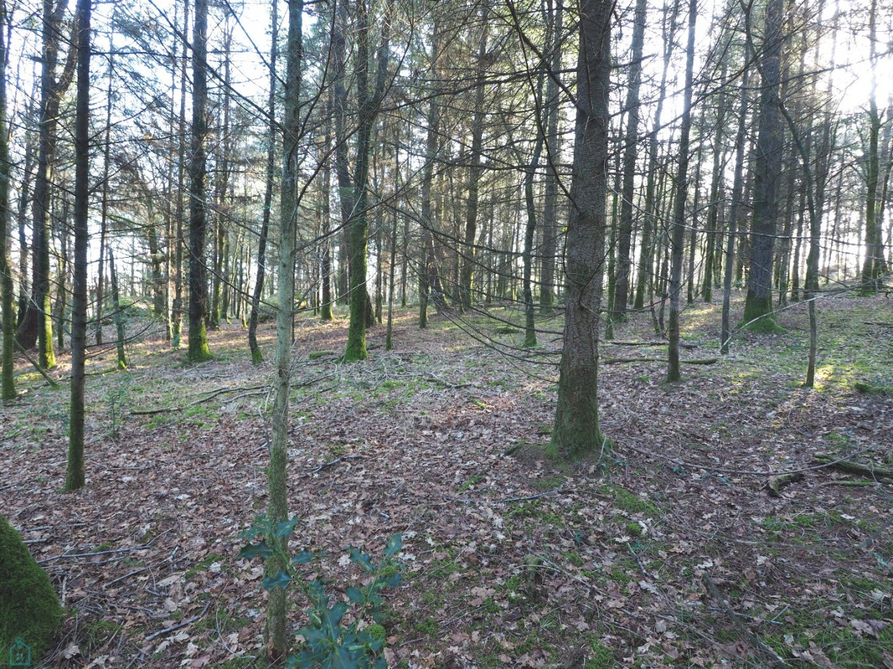 vente Terrain Plumelin - Photo 10