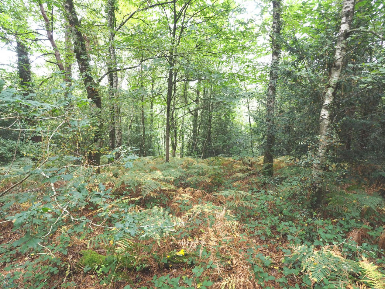 vente Maison La Chapelle Neuve - Photo 21