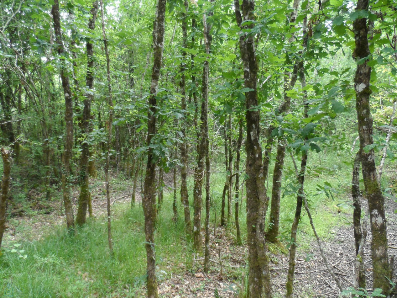 vente Terrain de loisir Saint Privat - Photo 6