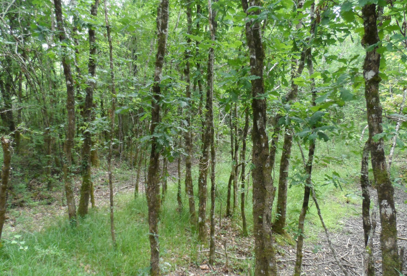 vente Terrain de loisir Saint Privat - Photo 1