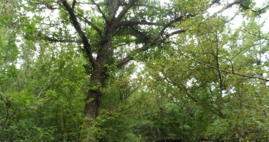 vente Terrain de loisir Saint Privat