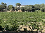 vente Terrain viticole Saint Chamas