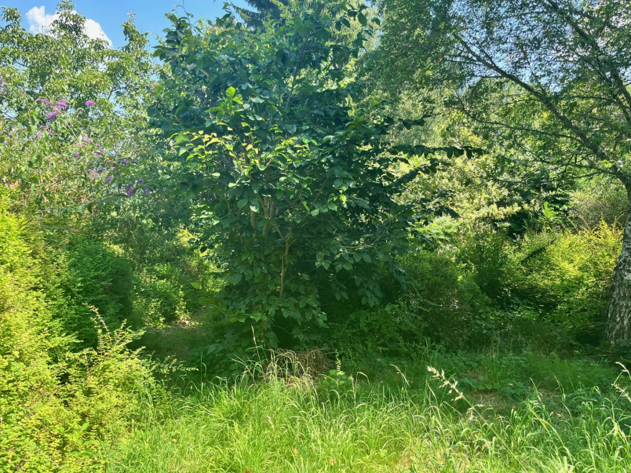 vente Terrain constructible Treignac - Photo 5