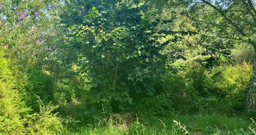 vente Terrain constructible Treignac