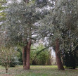 vente Demeure de ville et village Saint Antoine Cumond