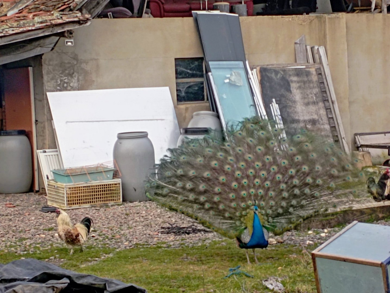 sale Maison Saint Pierre La Noaille - Photo 10