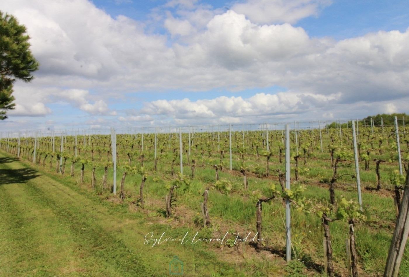 vente Propriété viticole Maransin - Photo 3