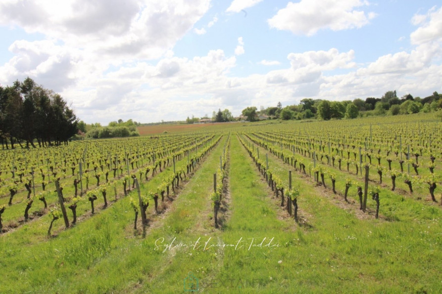 vente Propriété viticole Maransin - Photo 2