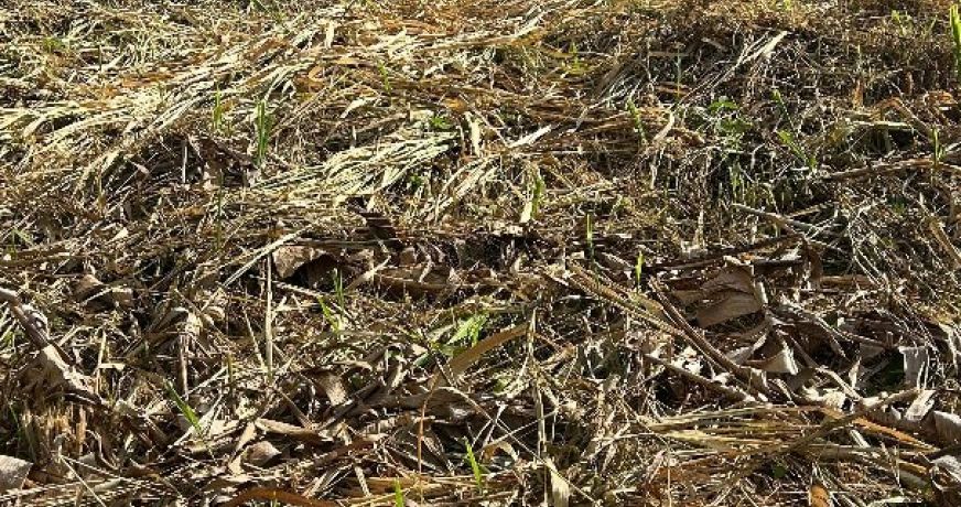 vente Terrain constructible Riviere Salee