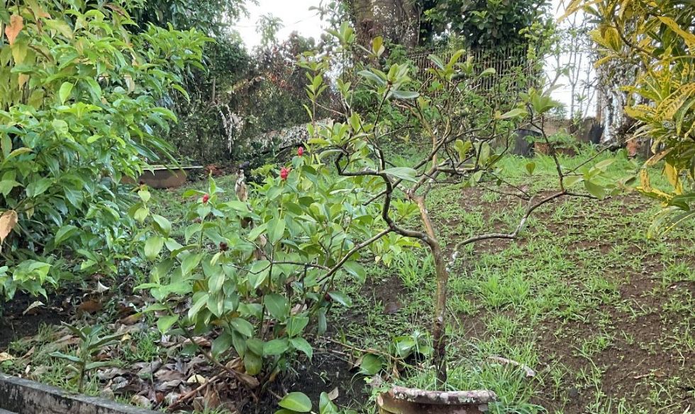 vente  Fort De France