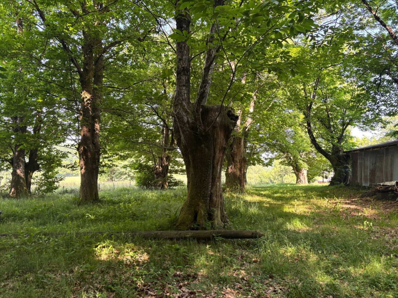 vente Terrain Chamberet - Photo 5