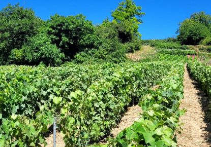 vente Terrain viticole Epernay