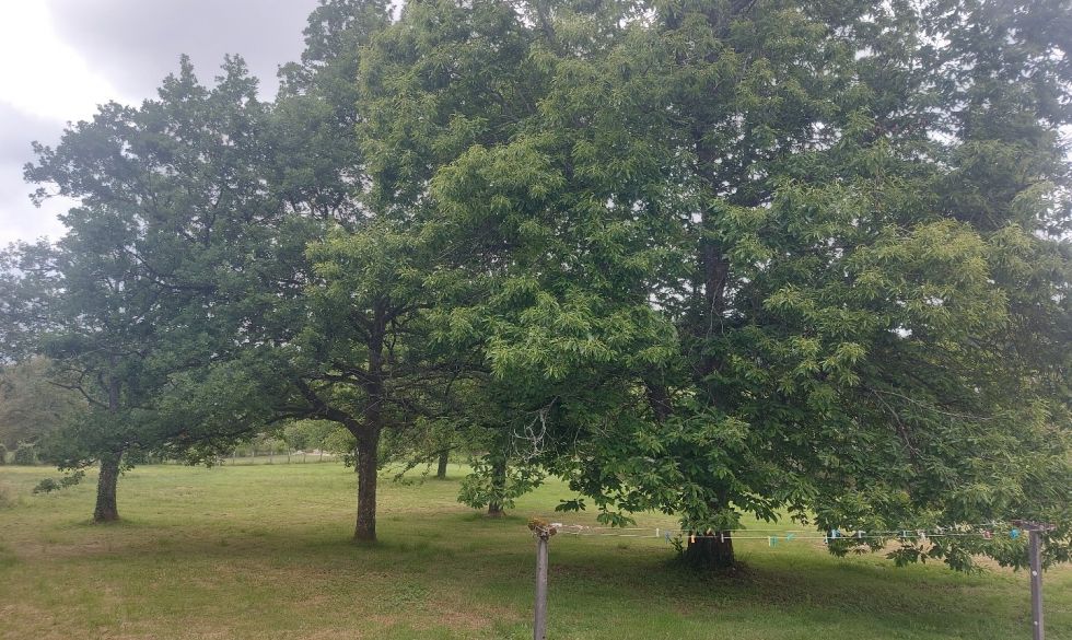 vente  Saint Pierre De Frugie