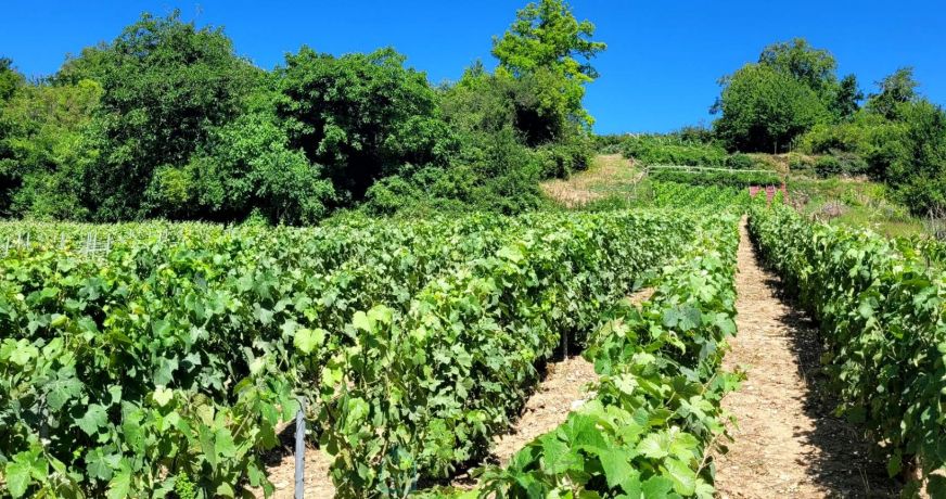 vente Terrain viticole Serval