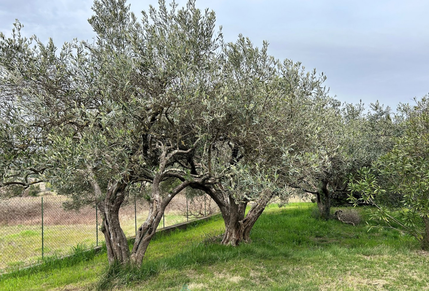 vente Maison individuelle Mejannes Les Ales - Photo 5