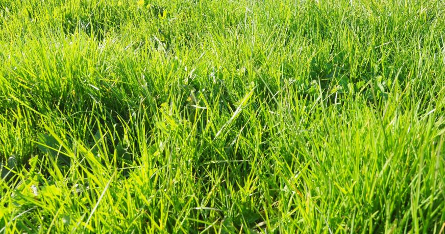 vente Terrain constructible Groix