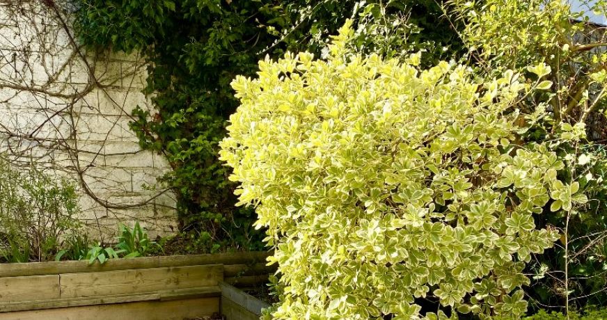 vente Maison individuelle Meudon