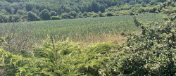 vente Maison de campagne Chamberet