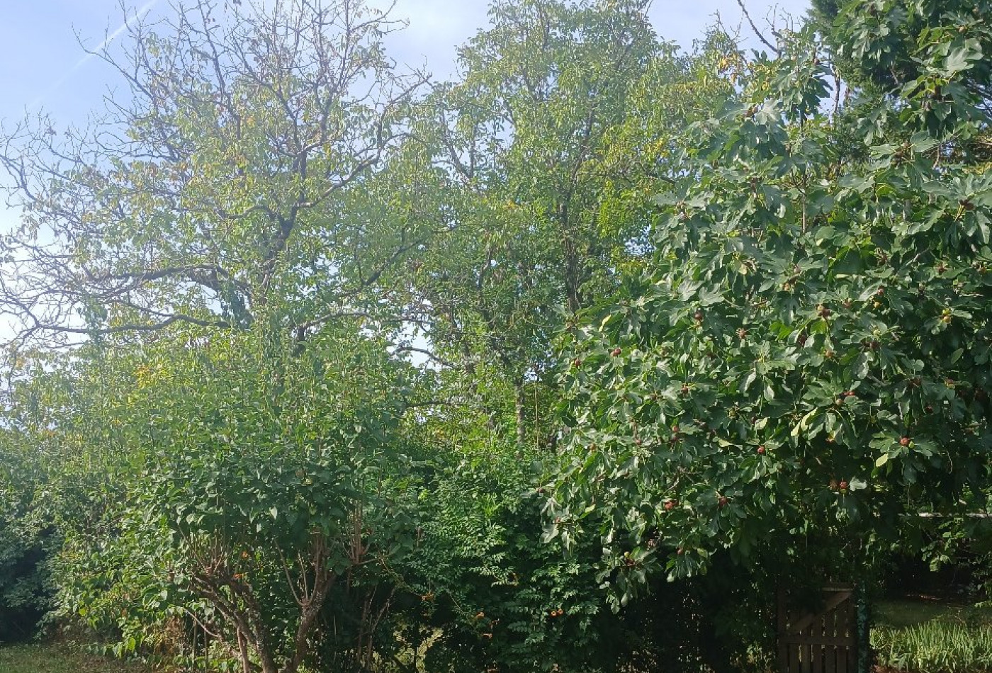 vente Maison individuelle Riberac - Photo 4