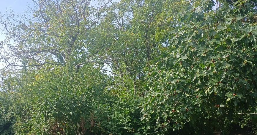 vente Maison individuelle Riberac