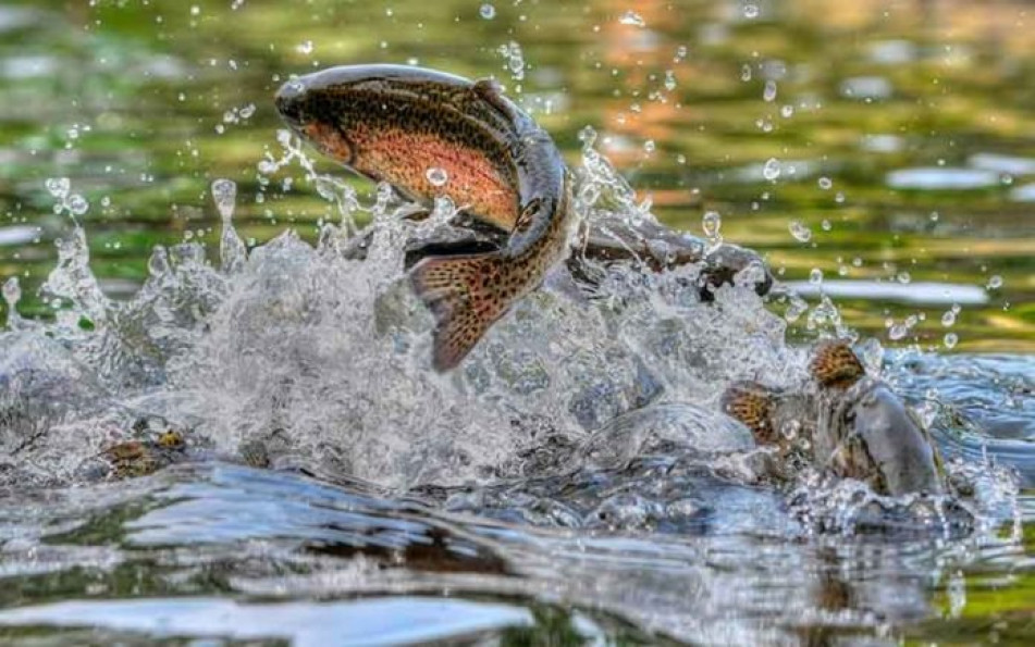 vente Café tabac presse Saint Quentin - Photo 1
