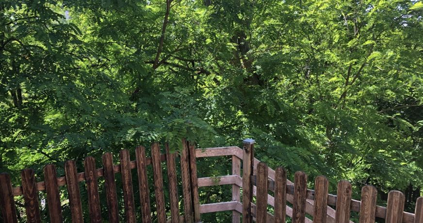 vente Maison de ville Gaillac