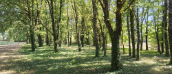 vente Maison Castelsarrasin