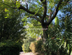 vente Maison en pierre Gordes