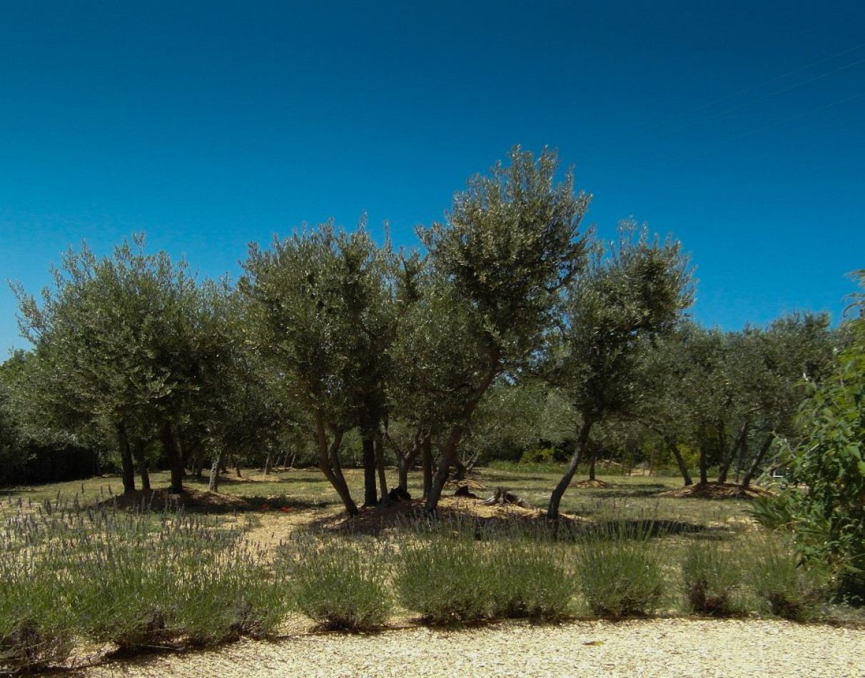 vente Maison Saint Saturnin Les Apt - Photo 5