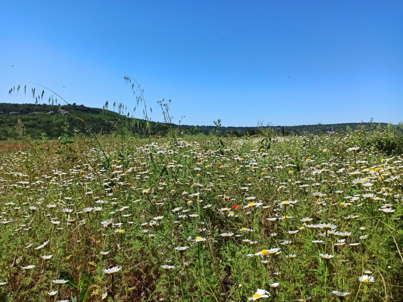 vente Terrain agricole Goult - Photo 2