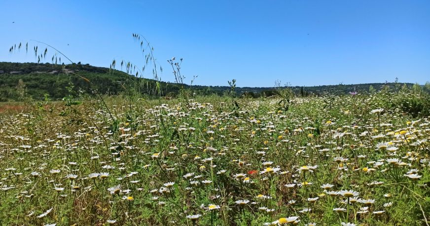 vente Terrain agricole Goult