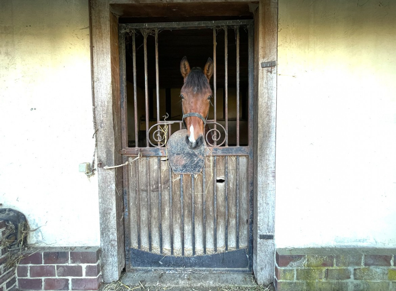 vente Haras / equestre Beuvron En Auge - Photo 18