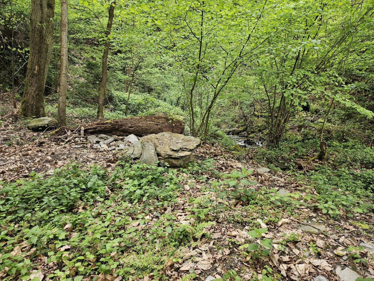 vente Terrain boisé – forêt Saint Paul Sur Isere - Photo 1